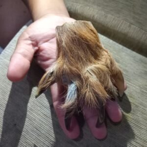 Koleksi Cakar macan Antik.