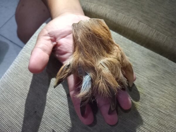 Koleksi Cakar macan Antik.