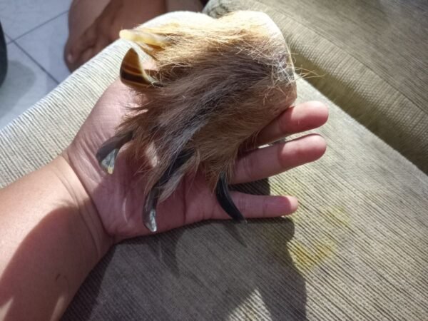 Koleksi Cakar macan Antik. - Gambar 4